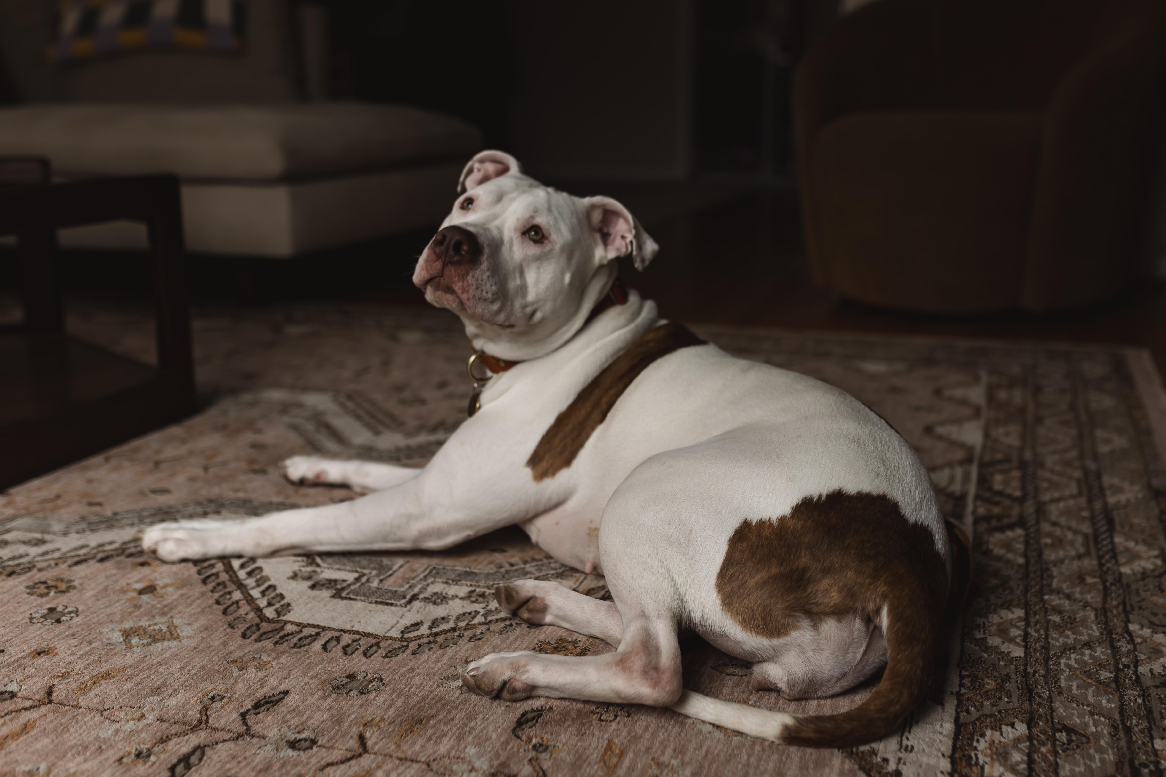 Enlarge Poppy, a ADOPTABLE mixed breed in Rochester, NY image 2/4