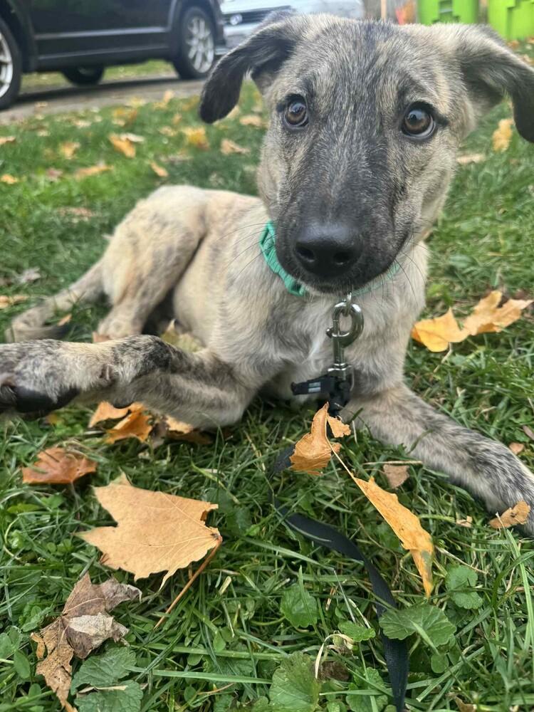 Mickey II, Adoptable, Puppy Male Anatolian Shepherd.