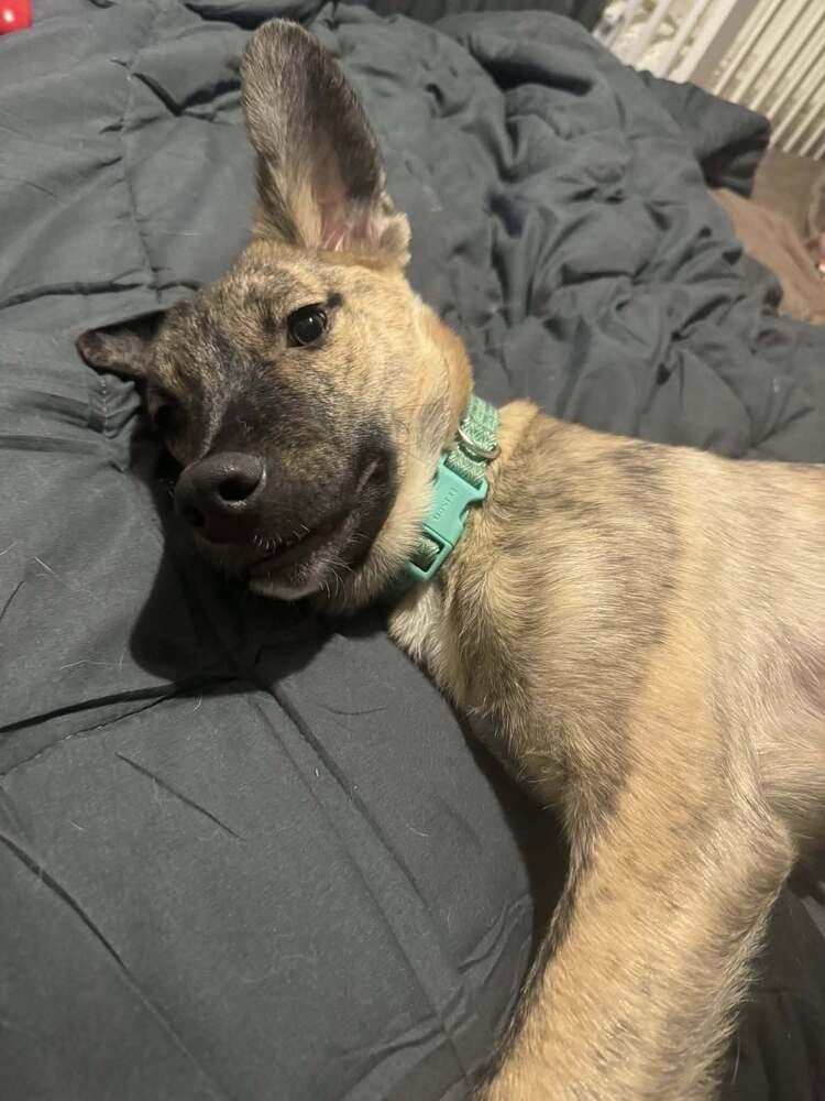 Mickey II, a Adoptable mixed breed in Fredonia, WI image 2/5