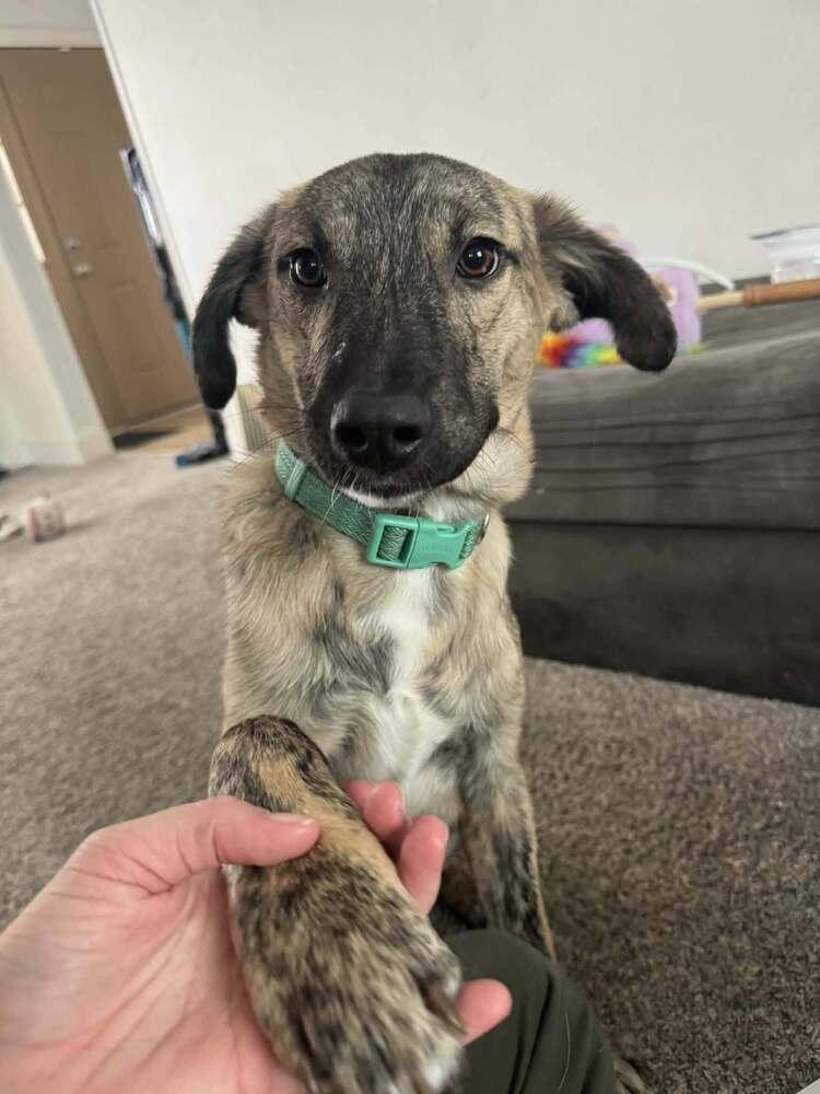 Mickey II, a Adoptable mixed breed in Fredonia, WI image 3/5