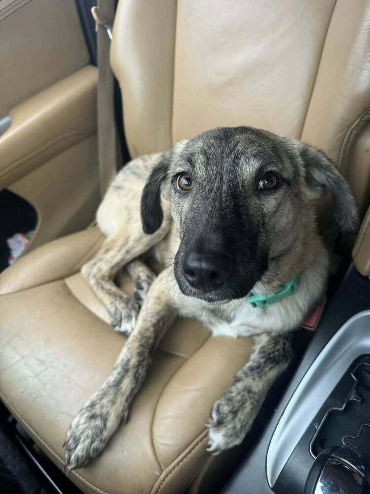 Mickey II, a Adoptable mixed breed in Fredonia, WI image 4/5