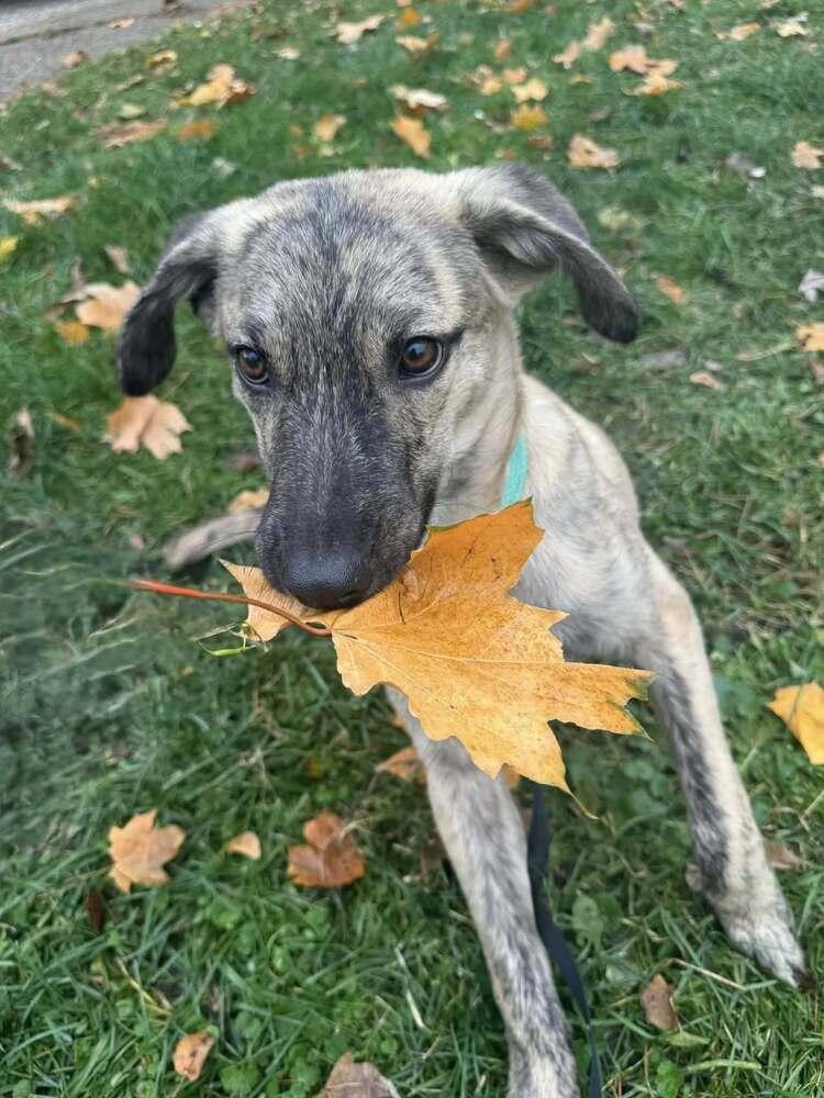 Mickey II, a Adoptable mixed breed in Fredonia, WI image 5/5