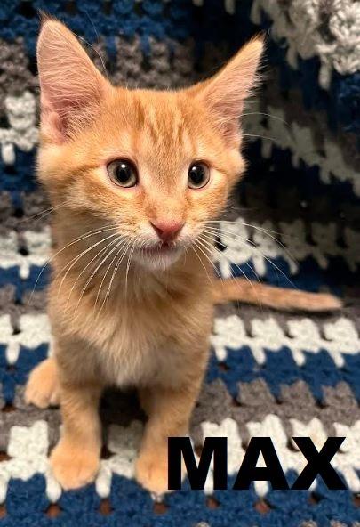 Enlarge Max, a Adoptable mixed breed in Owatonna, MN image 1/6