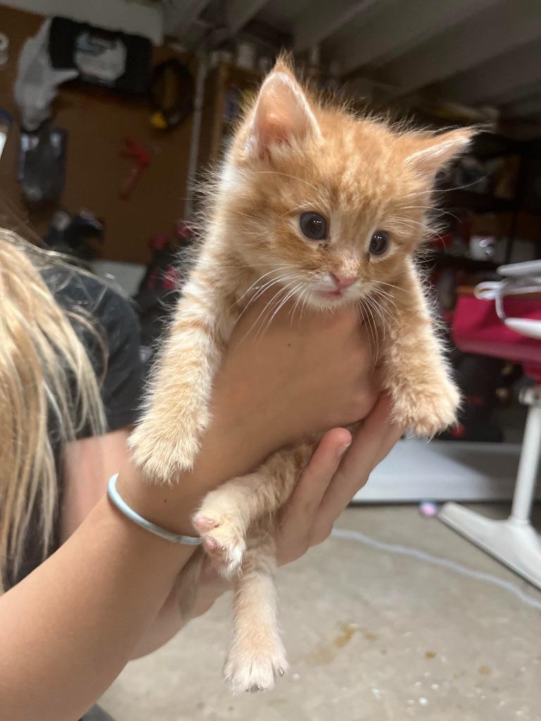 Enlarge Max, a Adoptable mixed breed in Owatonna, MN image 2/4
