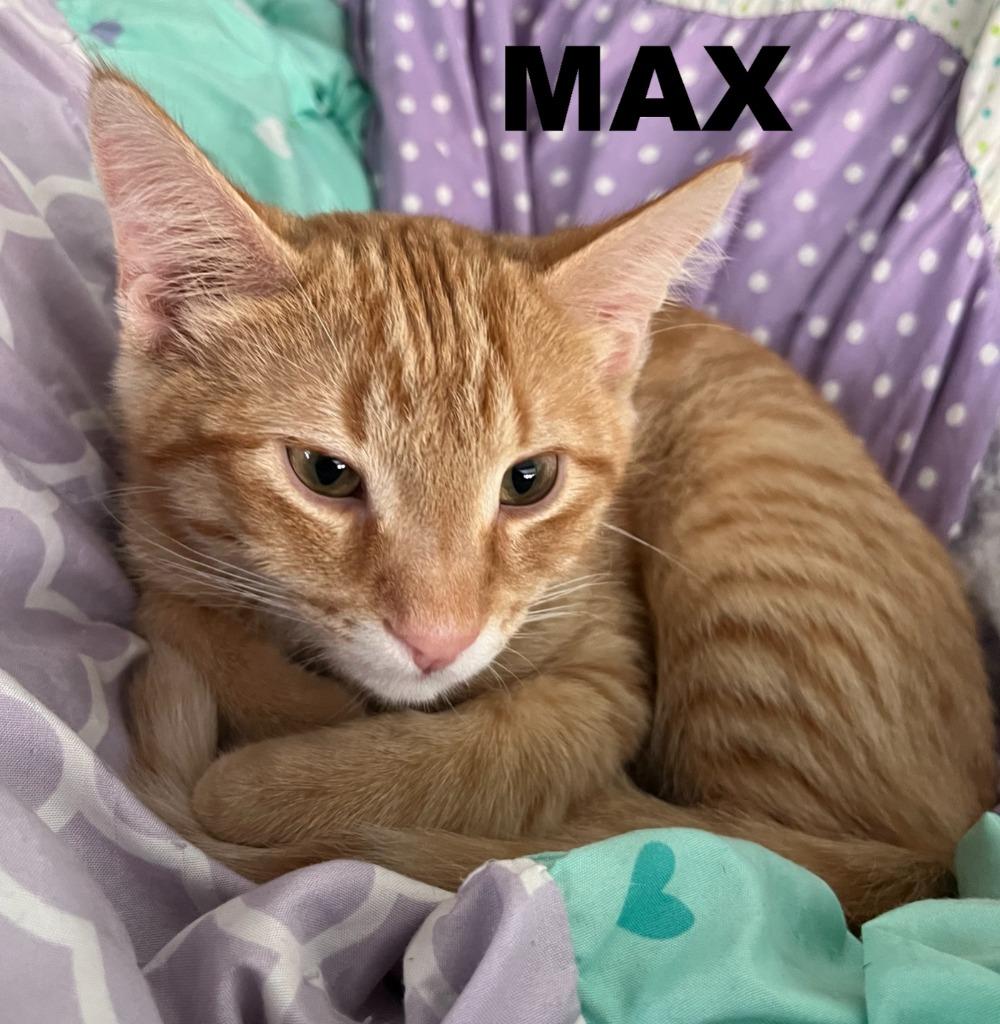 Enlarge Max, a Adoptable mixed breed in Owatonna, MN image 4/6