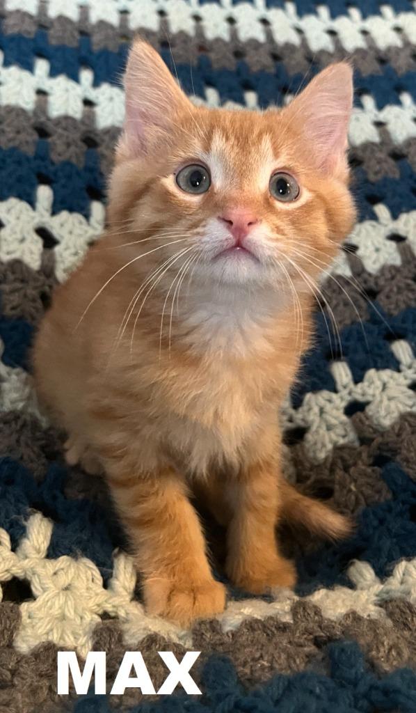 Enlarge Max, a Adoptable mixed breed in Owatonna, MN image 3/4