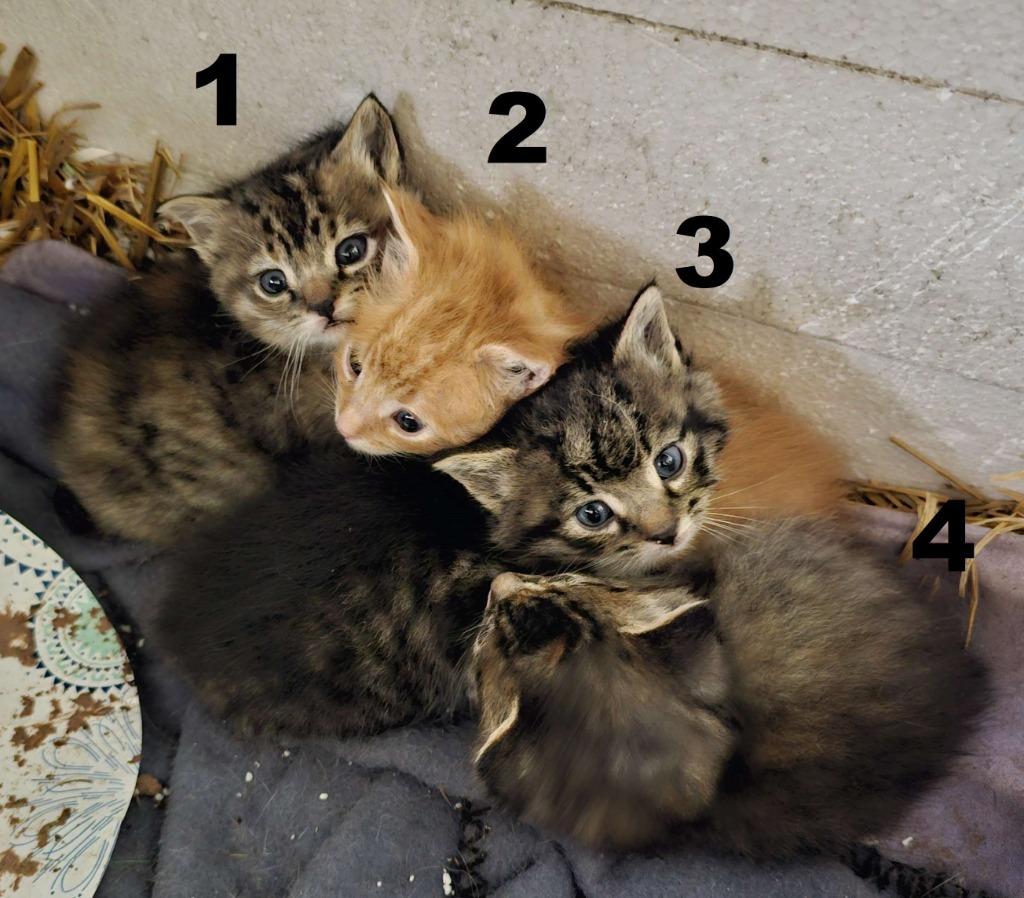 Enlarge Max, a Adoptable mixed breed in Owatonna, MN image 4/4