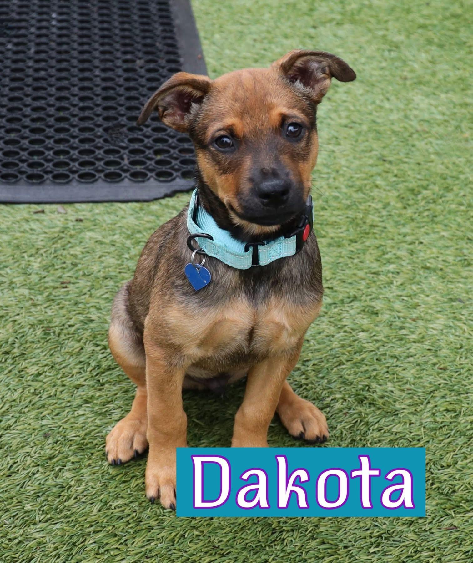 Dakota, ADOPTABLE, Puppy Male Shepherd.