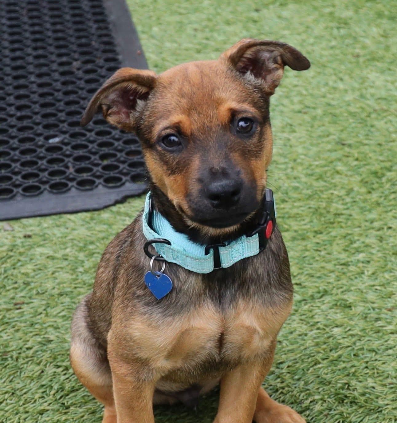 Enlarge Dakota, a ADOPTABLE mixed breed in Southlake, TX image 2/4