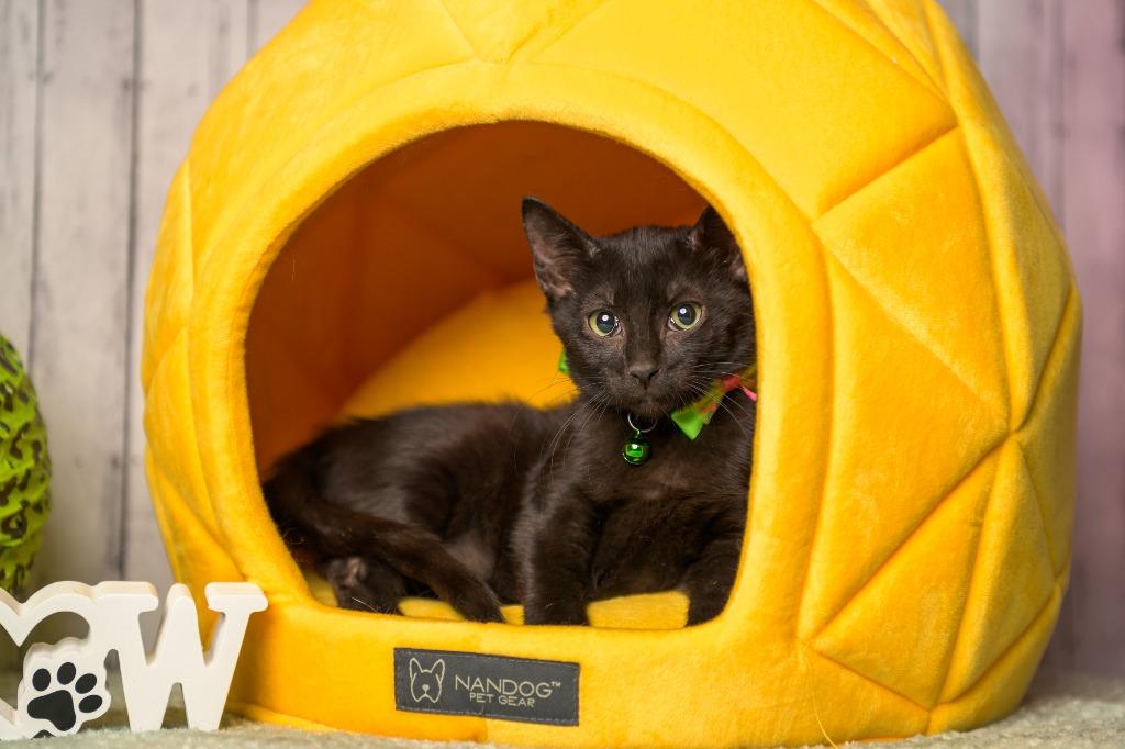 Brewster, Adoptable, Young Male Domestic Short Hair.