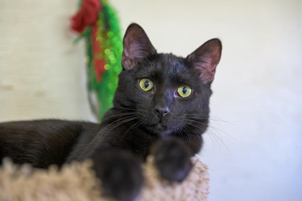 Brewster, Adoptable, Young Male Domestic Short Hair.