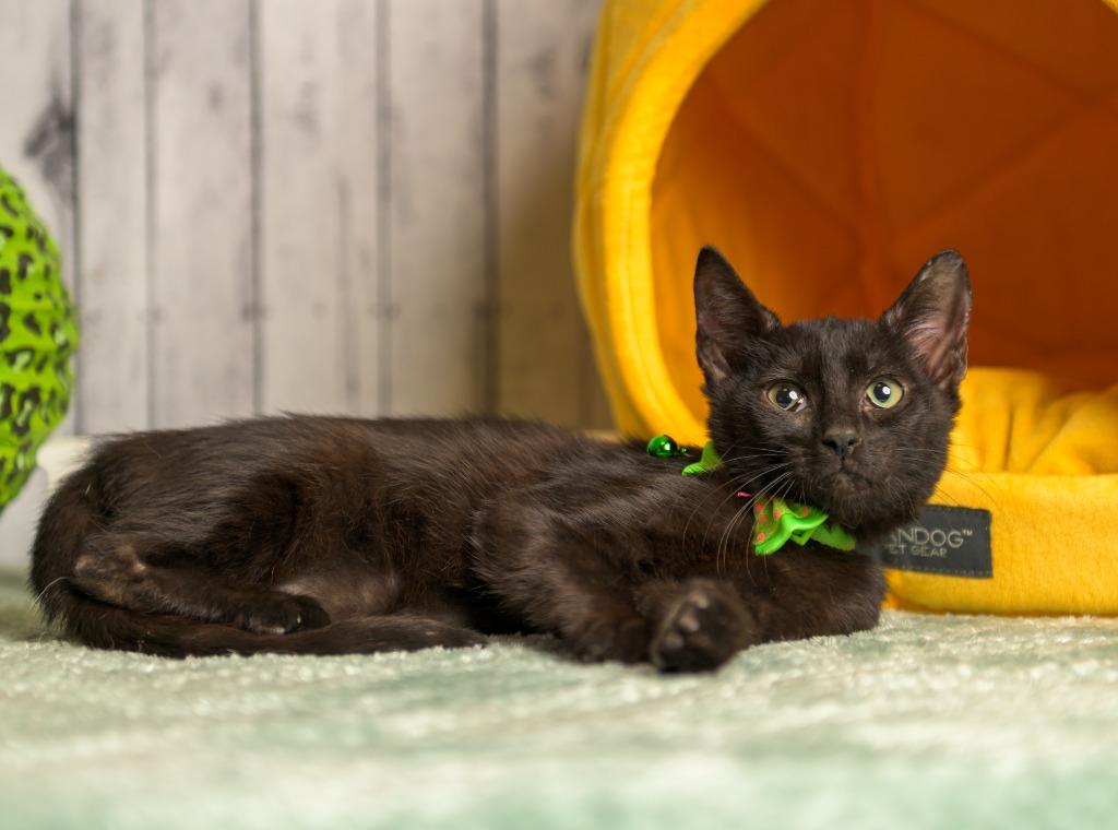 Enlarge Brewster, a Adoptable mixed breed in Roanoke, TX image 2/3