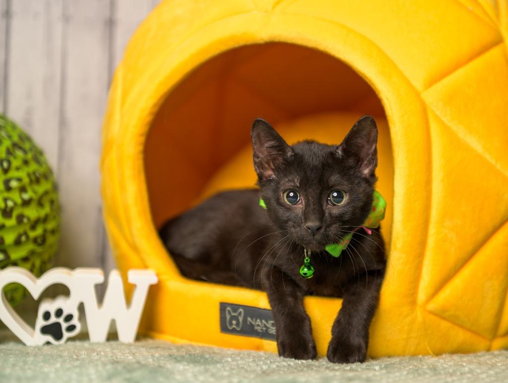 Enlarge Brewster, a Adoptable mixed breed in Roanoke, TX image 3/3