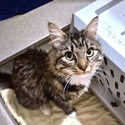 Enlarge Naomi, a Adoptable Tabby in Salt Lake City, UT image 2/2