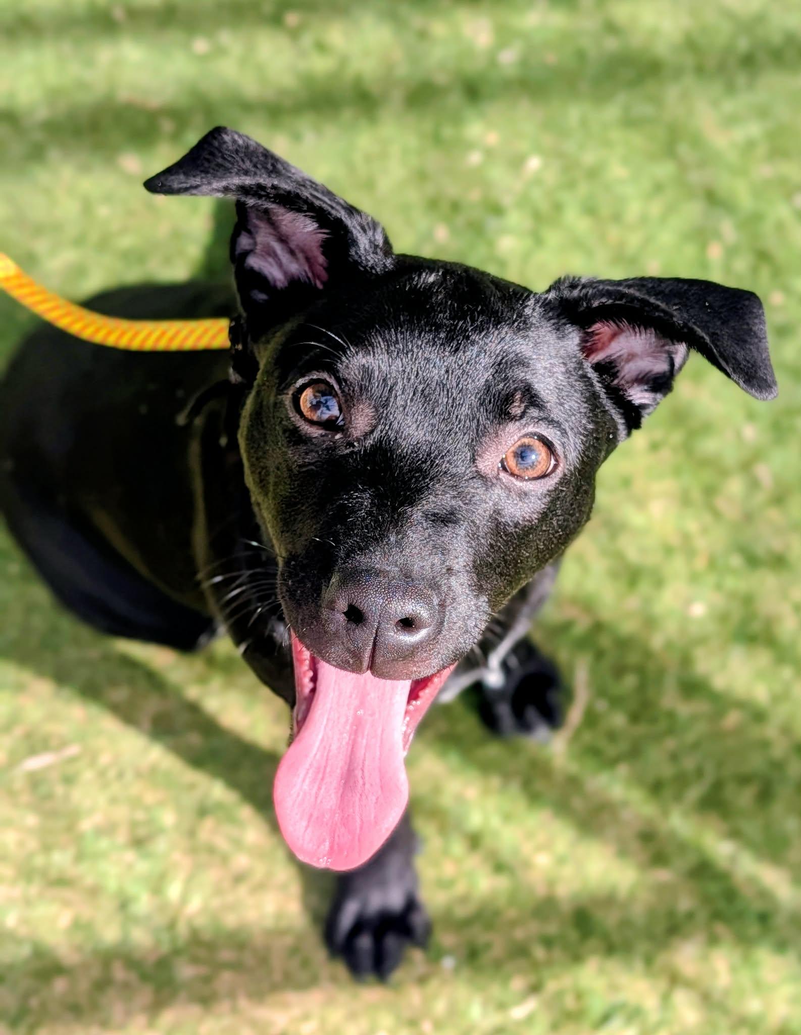 KC26-8, ADOPTABLE, Young Male Shepherd.