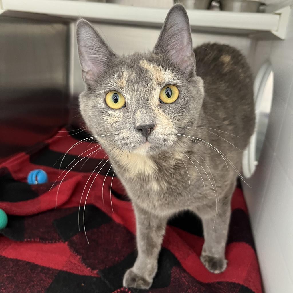 Maki, Adoptable, Adult Female Domestic Short Hair.