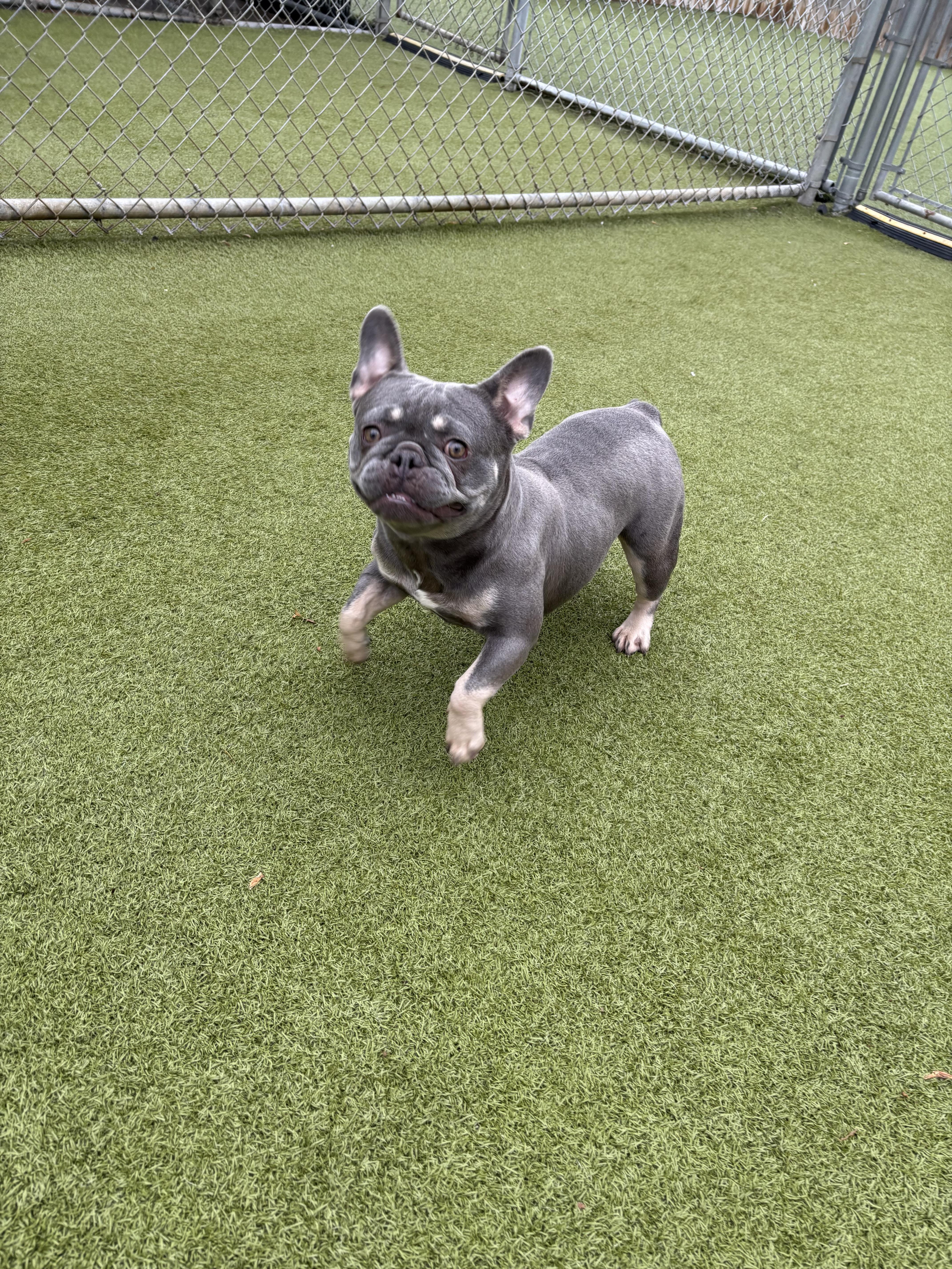 Saffron, an adopted French Bulldog in Vernon Hills, IL image 2/6