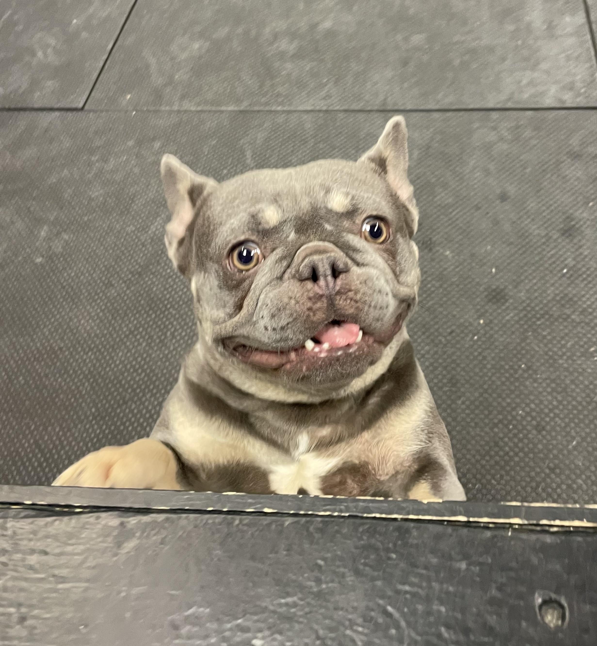 Saffron, an adopted French Bulldog in Vernon Hills, IL image 3/6