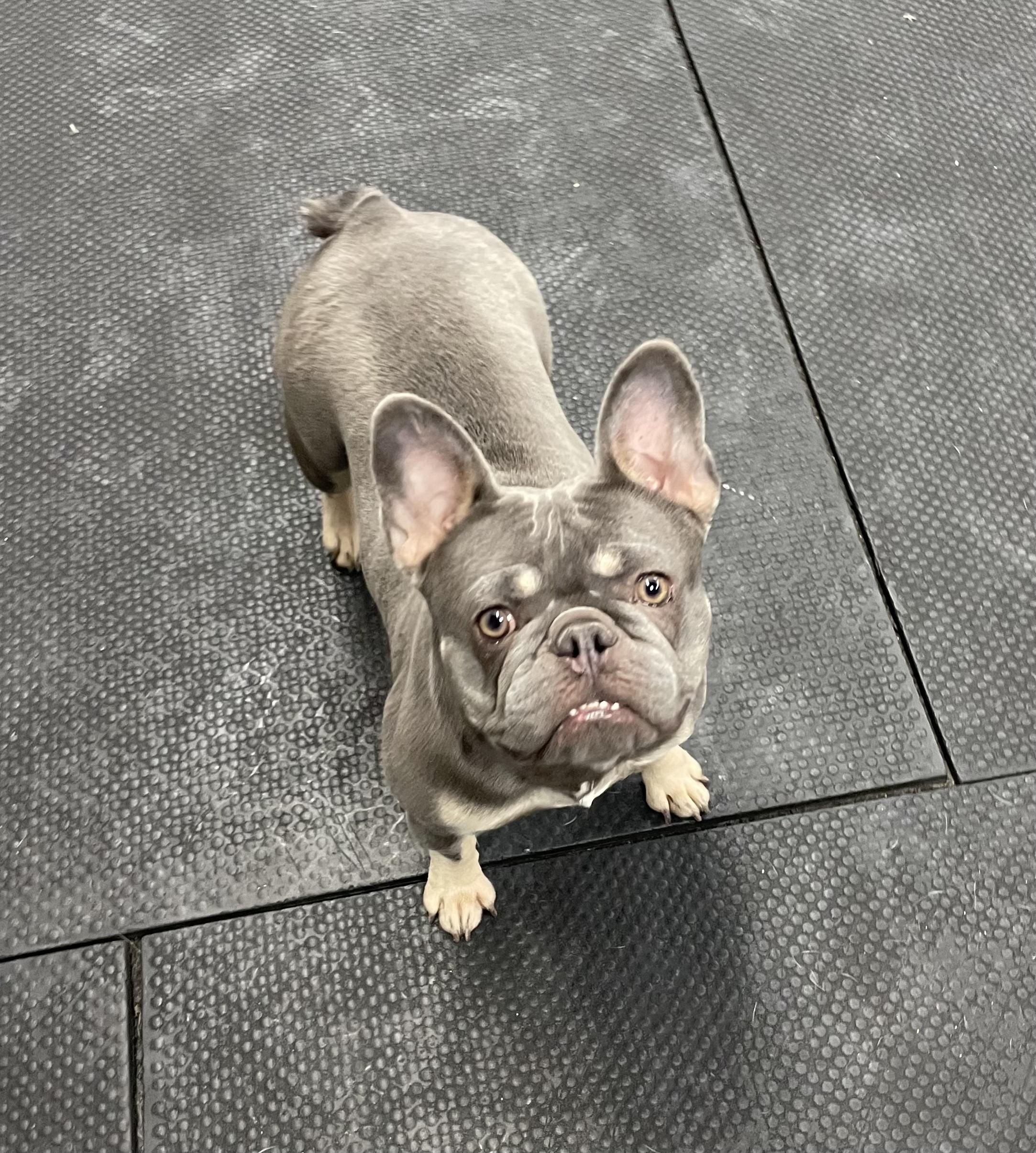 Saffron, an adopted French Bulldog in Vernon Hills, IL image 6/6