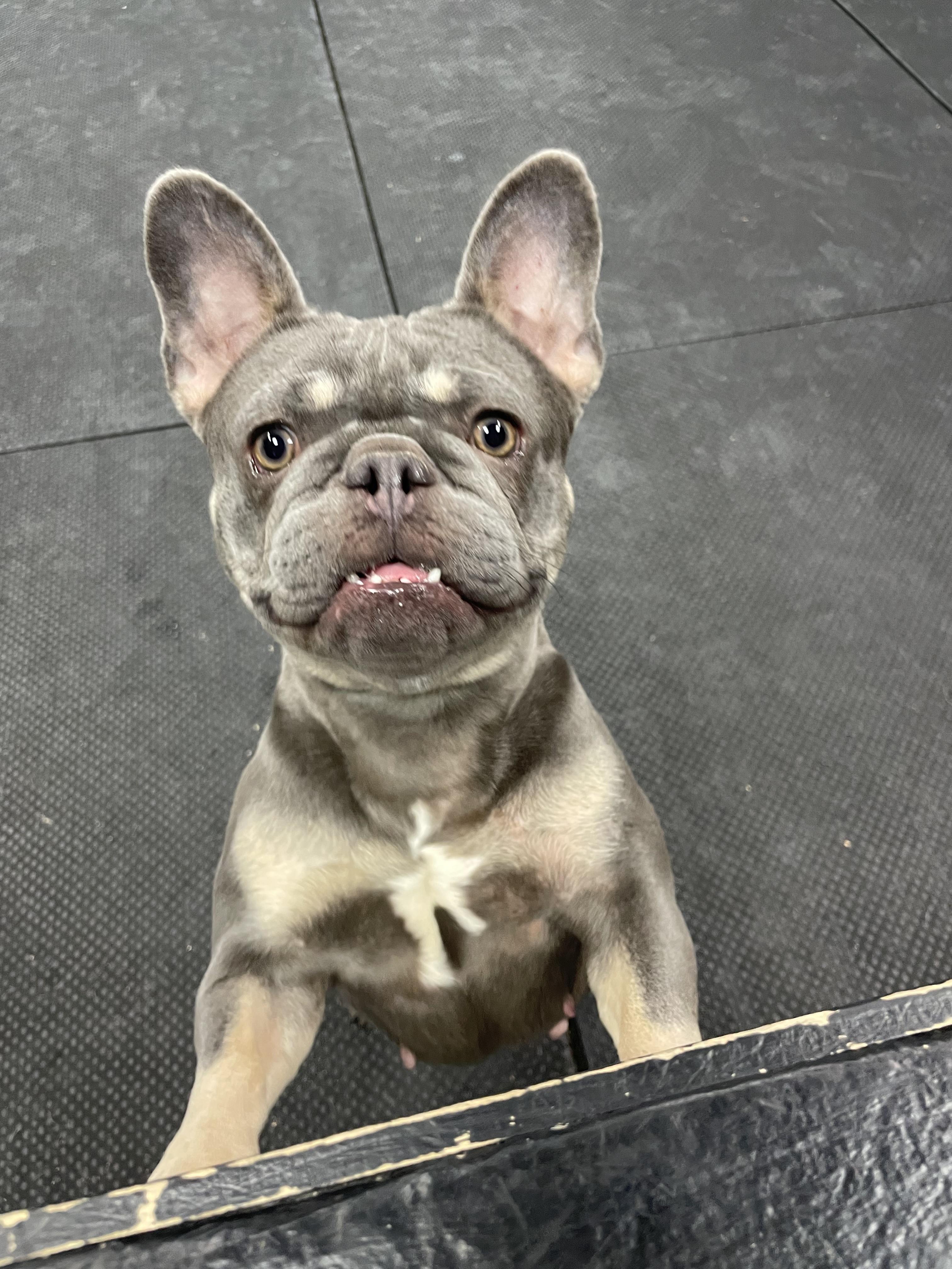 Saffron, an adopted French Bulldog in Vernon Hills, IL image 1/6