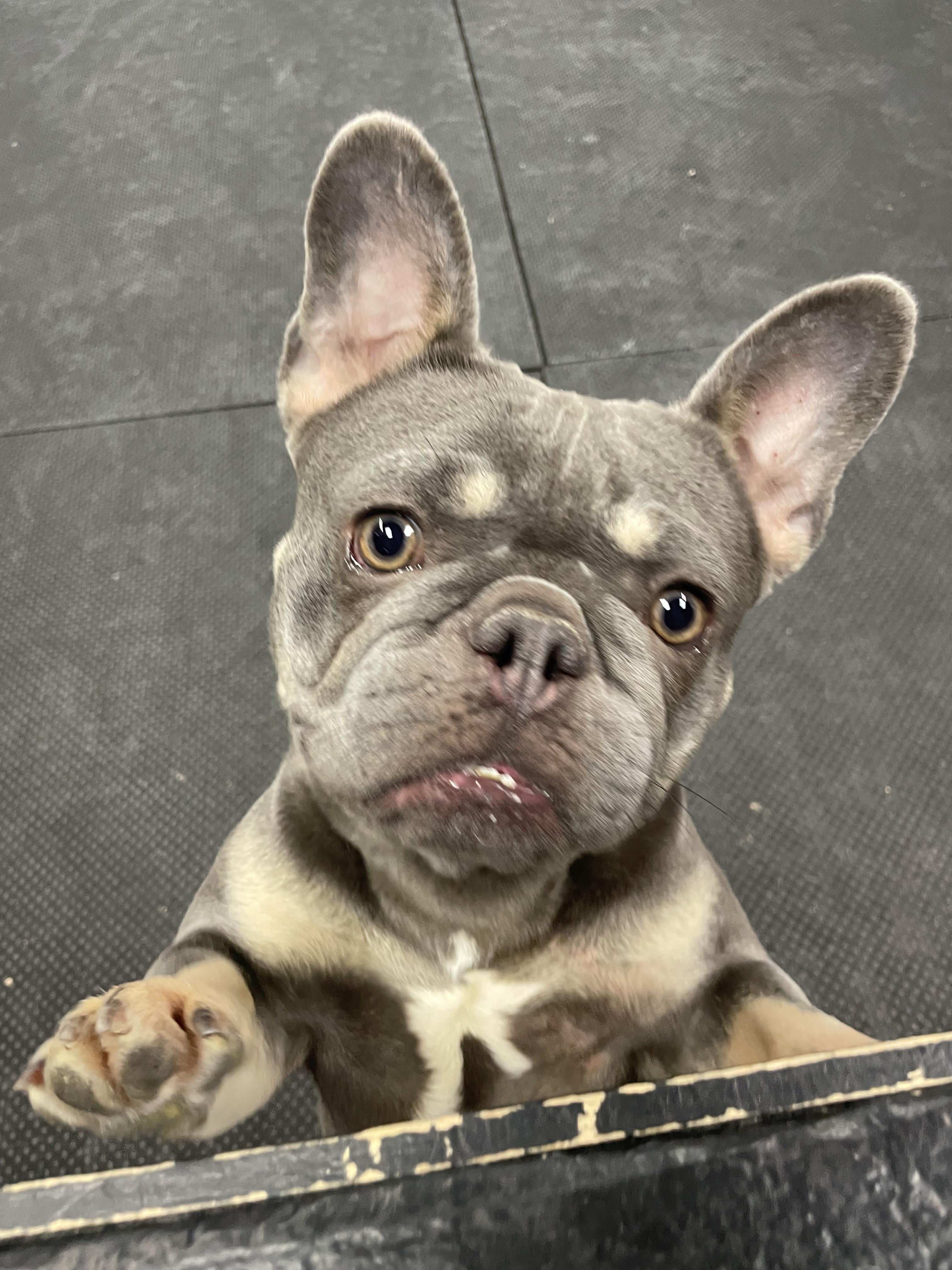 Saffron, an adopted French Bulldog in Vernon Hills, IL image 5/6