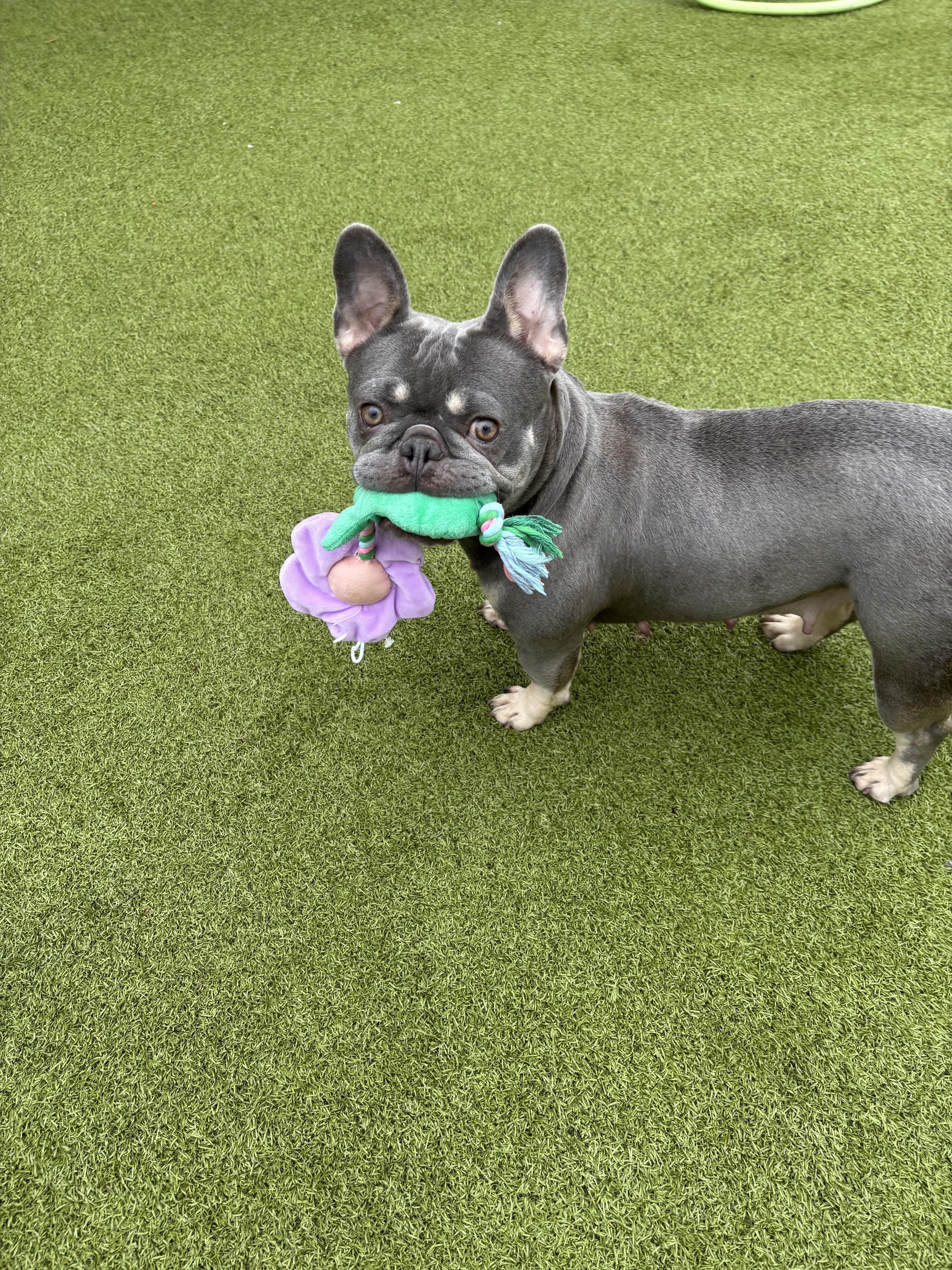 Saffron, an adopted French Bulldog in Vernon Hills, IL image 4/6