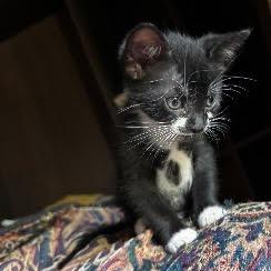 Bello, Adoptable, Kitten Male Domestic Short Hair.