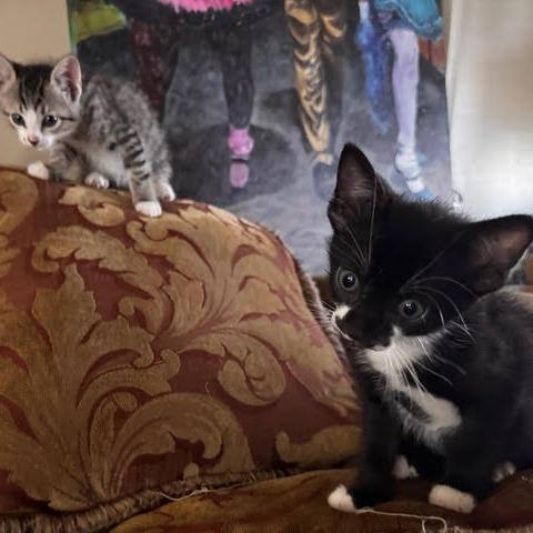 Enlarge Bello, a Adoptable Domestic Short Hair in Panama City Beach, FL image 2/6