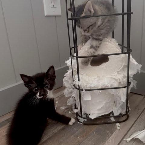 Enlarge Bello, a Adoptable Domestic Short Hair in Panama City Beach, FL image 3/6