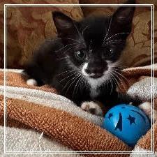Enlarge Bello, a Adoptable Domestic Short Hair in Panama City Beach, FL image 4/6