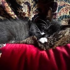 Enlarge Bello, a Adoptable Domestic Short Hair in Panama City Beach, FL image 5/6