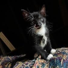 Enlarge Bello, a Adoptable Domestic Short Hair in Panama City Beach, FL image 6/6