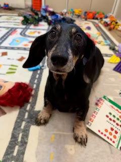 Enlarge Winnie OC, a Adoptable Dachshund in Los Angeles, CA image 1/1