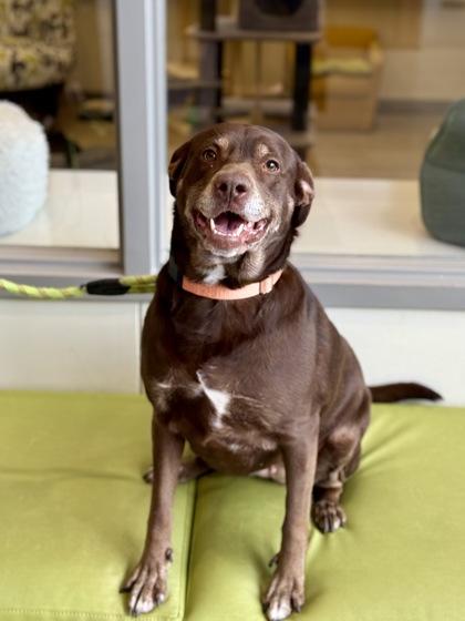 Enlarge Vida, an adopted mixed breed in Downers Grove, IL image 1/2