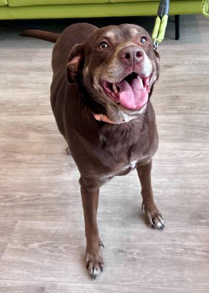 Enlarge Vida, an adopted mixed breed in Downers Grove, IL image 2/2