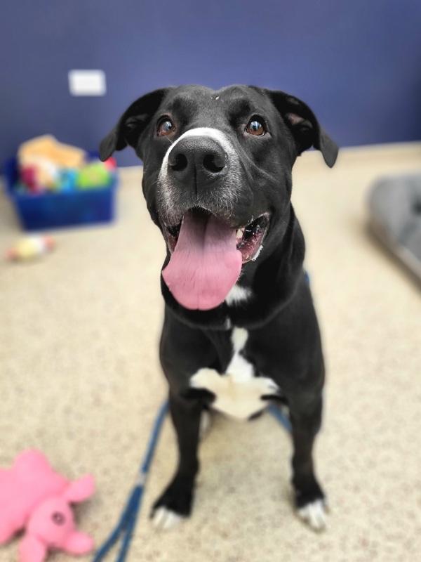 Enlarge Rocky 45686, a Adoptable mixed breed in Pocatello, ID image 1/6