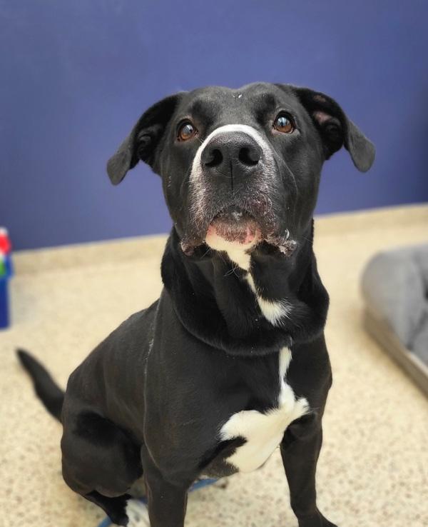 Enlarge Rocky 45686, a Adoptable mixed breed in Pocatello, ID image 2/6