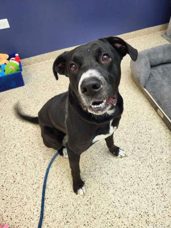 Enlarge Rocky 45686, a Adoptable mixed breed in Pocatello, ID image 4/6