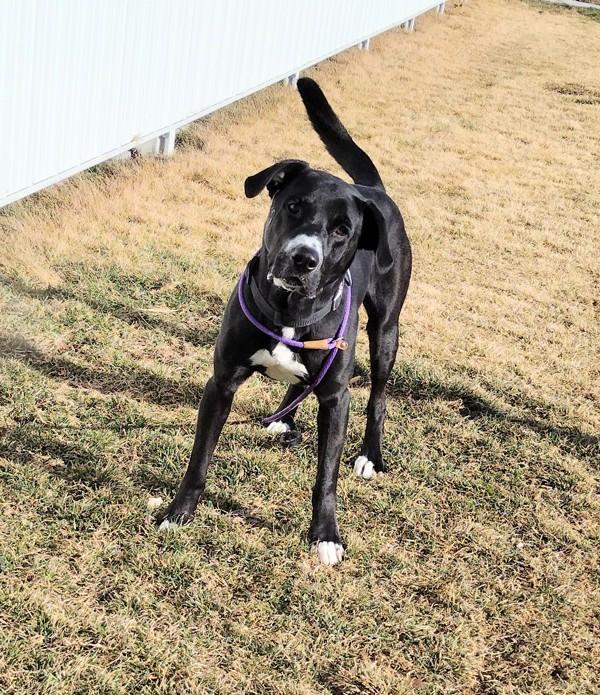 Enlarge Rocky 45686, a Adoptable mixed breed in Pocatello, ID image 6/6