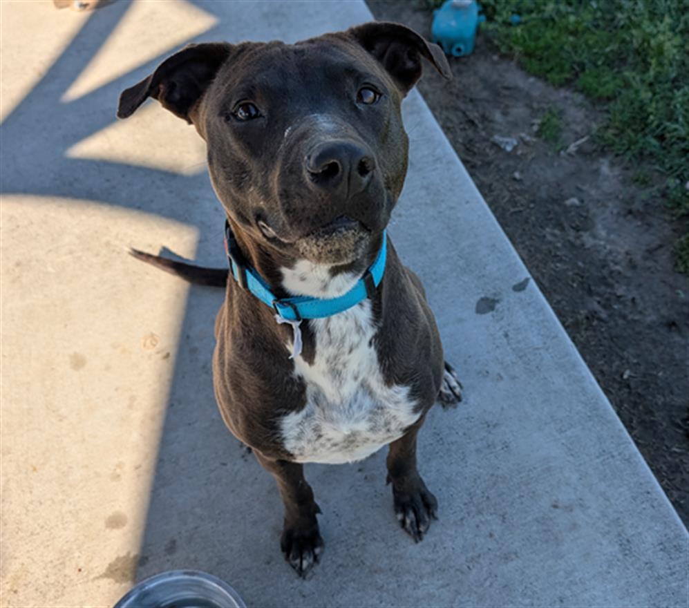 BELINDA, Adoptable, Young Female American Staffordshire Terrier & Mixed Breed.