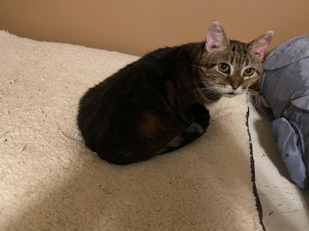 Enlarge Jeffrey, a Adoptable Domestic Short Hair in Mount Pleasant, PA image 1/2