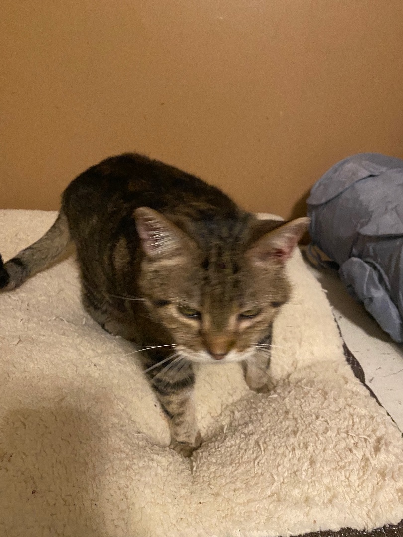 Enlarge Jeffrey, a Adoptable Domestic Short Hair in Mount Pleasant, PA image 2/2