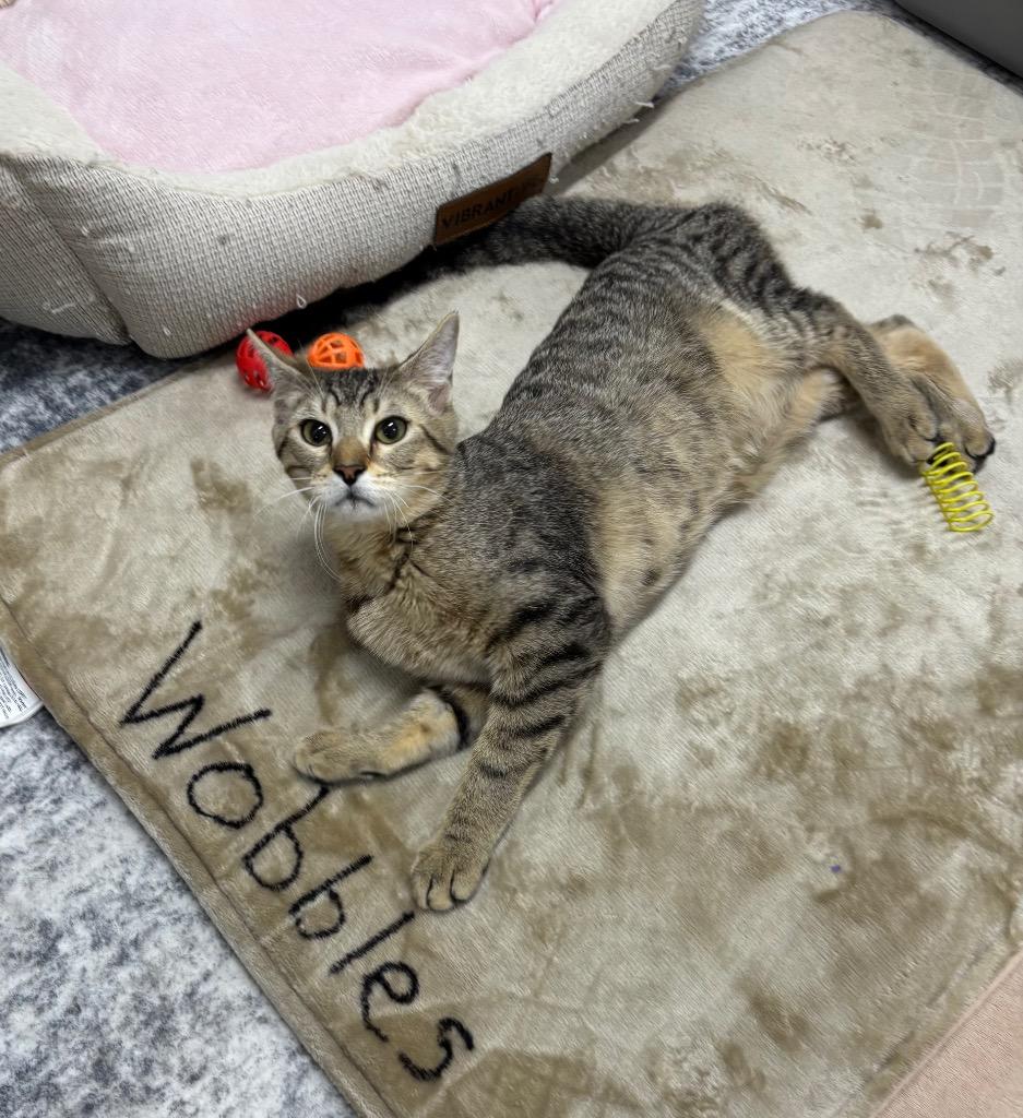 Enlarge Miss Wobbles, a Adoptable mixed breed in Lancaster, PA image 2/2