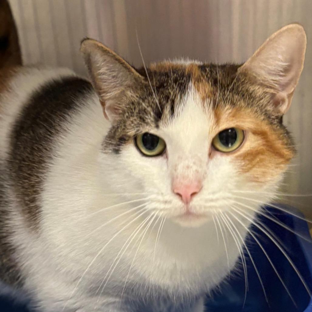 Miss Piggy, Adoptable, Adult Female Domestic Short Hair.