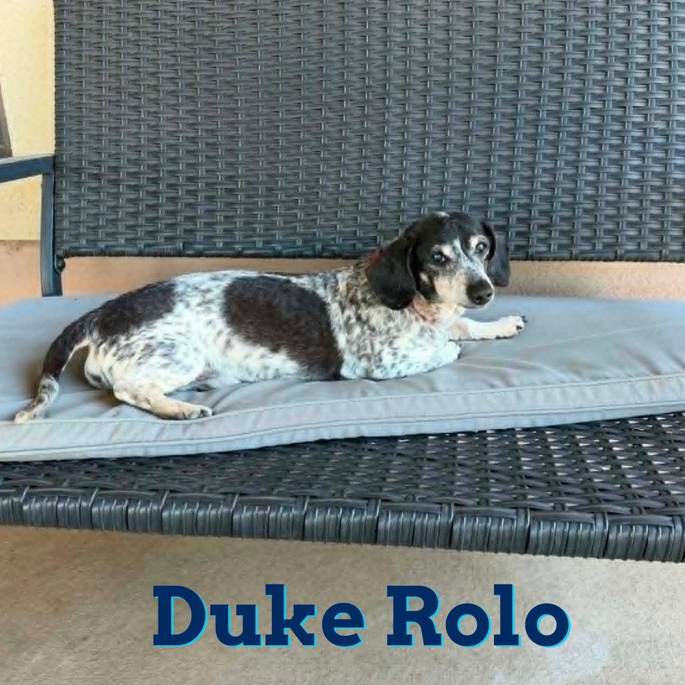 Enlarge Duke Rolo, a Adoptable Dachshund in San Antonio, TX image 1/3
