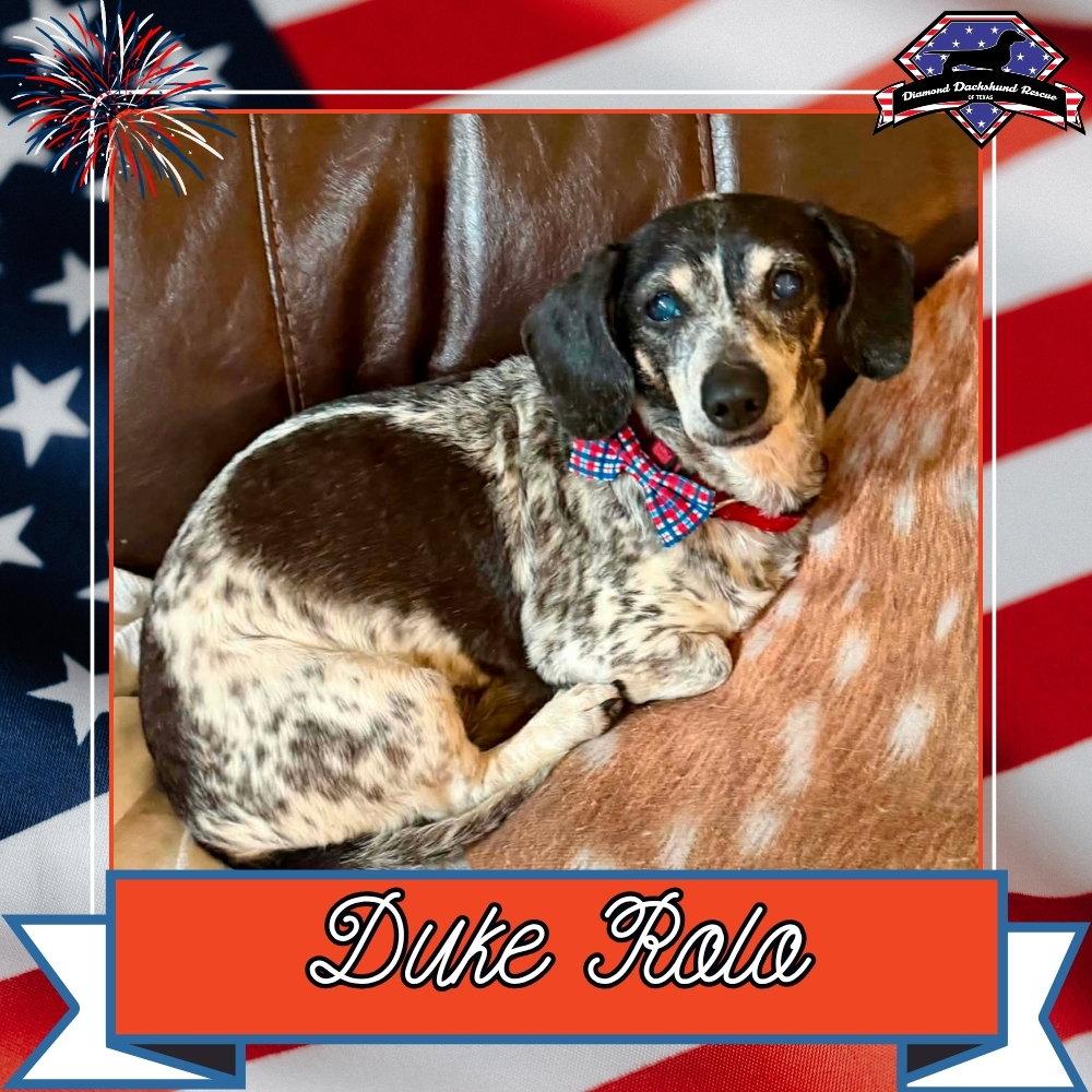 Duke Rolo, a Adoptable Dachshund in San Antonio, TX image 1/3