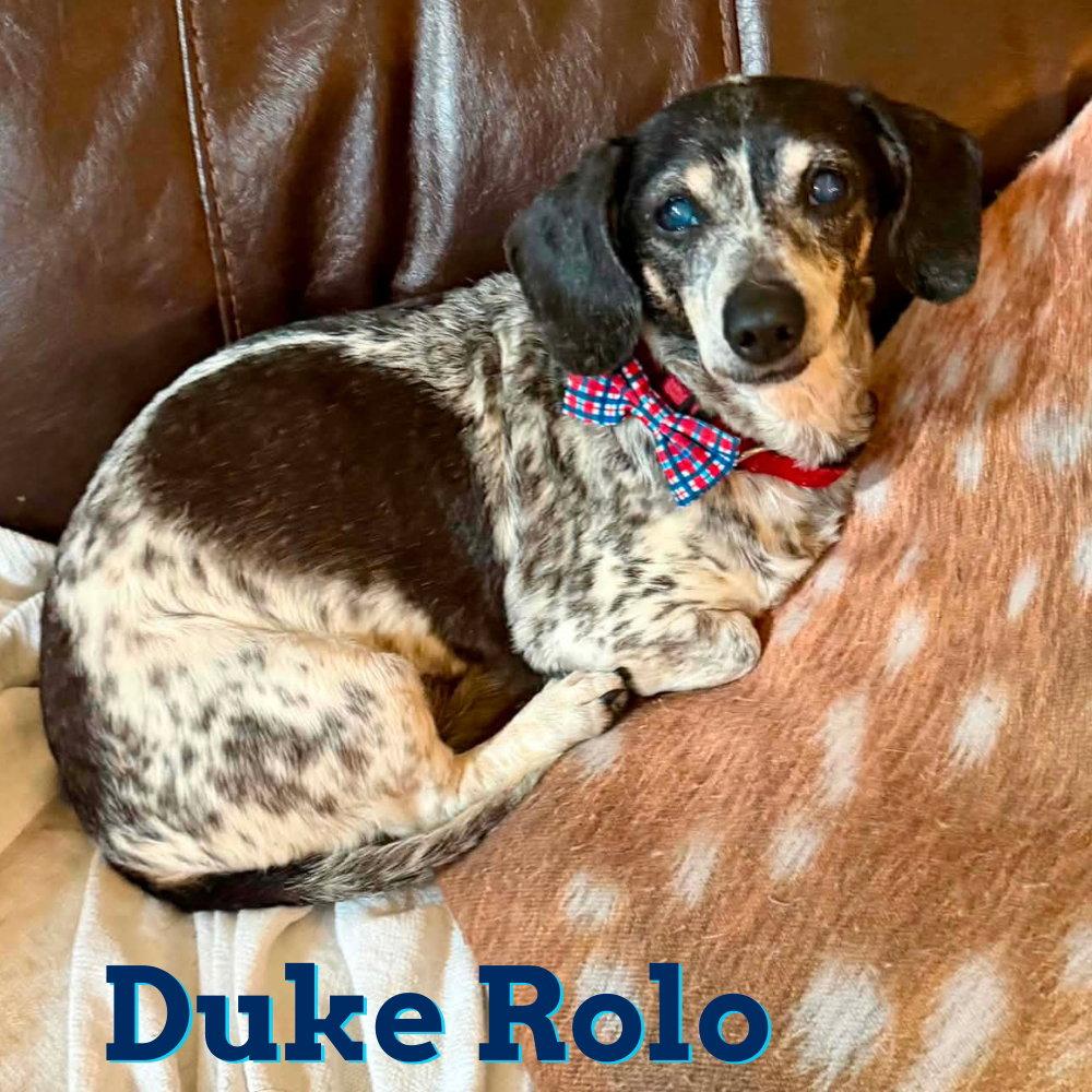 Duke Rolo, a Adoptable Dachshund in San Antonio, TX image 2/3
