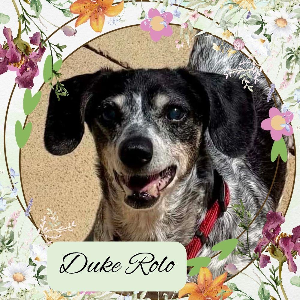 Enlarge Duke Rolo, a Adoptable Dachshund in San Antonio, TX image 2/3