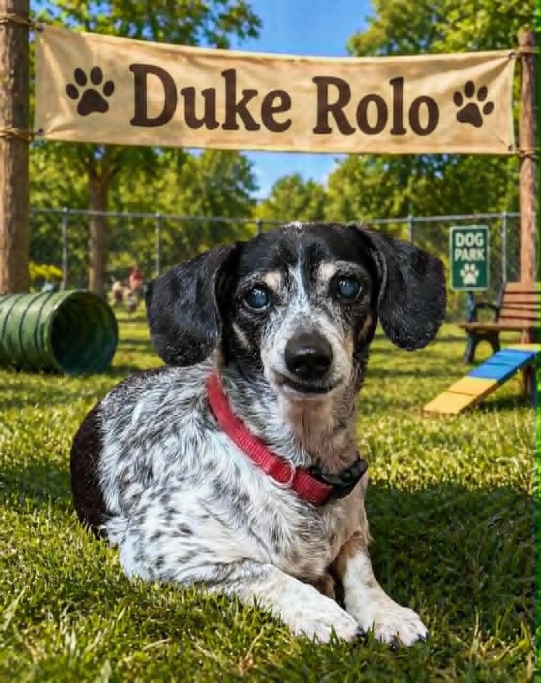 Enlarge Duke Rolo, a Adoptable Dachshund in San Antonio, TX image 3/3