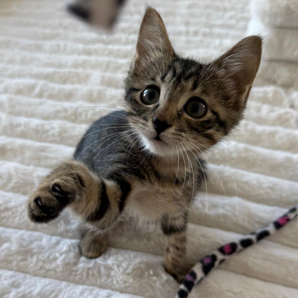 Enlarge Gelato, a Adoptable Domestic Short Hair in Parkland, FL image 6/6